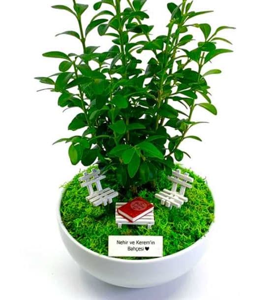 Sevgililer Günü Hediyesi Bonsai - Cute Koleksiyonu - 4