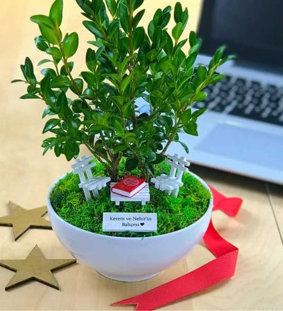Sevgililer Günü Hediyesi Bonsai - Cute Koleksiyonu