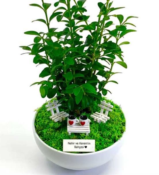 Sevgiliye Hediye Bonsai - Cute Koleksiyonu