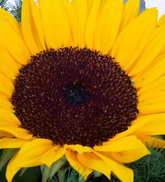 Sunshine Kucak Dolusu Ay Çiçeği Tasarım Buketi - 4