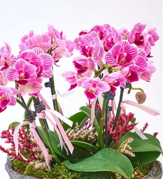 Taş Saksıda 6 Dal Mini Mor Orkide Aranjmanı - hover