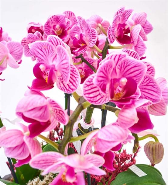 Taş Saksıda 6 Dal Mini Mor Orkide Aranjmanı - 3