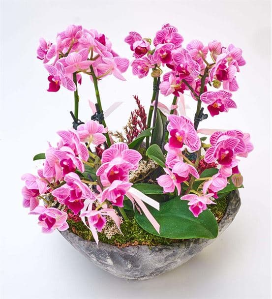 Taş Saksıda 8 Dal Mini Mor Orkide Aranjmanı - hover