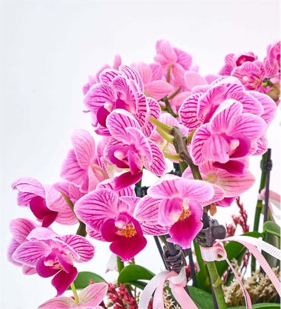 Taş Saksıda 8 Dal Mini Mor Orkide Aranjmanı - 3