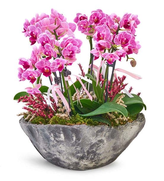 Taş Saksıda 8 Dal Mini Mor Orkide Aranjmanı