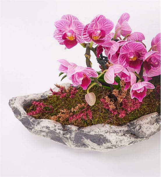 Taş Saksıda Mini 2 Dal Mor Orkide - hover
