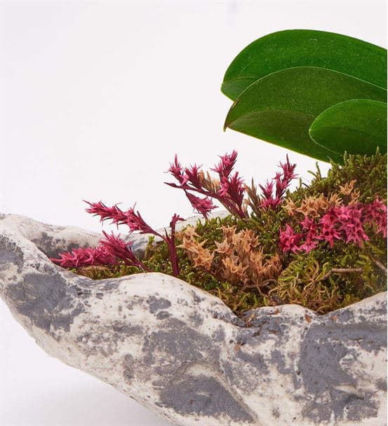 Taş Saksıda Mini 2 Dal Mor Orkide - 3