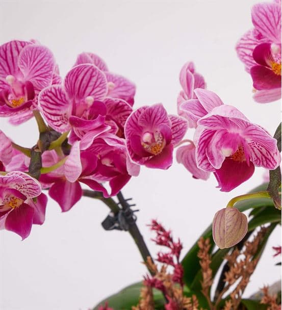 Taş Saksıda Mini 2 Dal Mor Orkide - 4