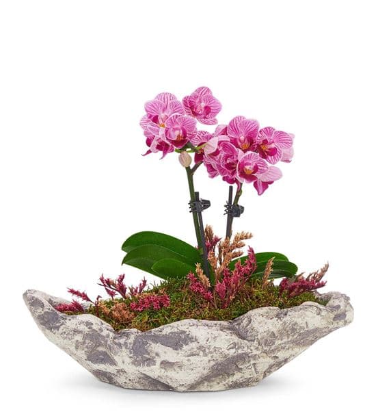 Taş Saksıda Mini 2 Dal Mor Orkide