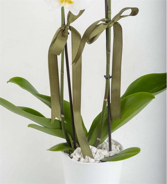 Zarafetin Simgesi 2 Dal Tasarım Beyaz Orkide - 3